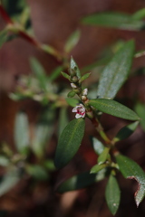 Polygonum minimum