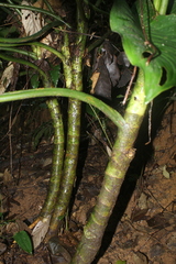 Spathiphyllum cannifolium