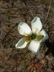 Drosera pauciflora