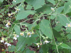 Polymnia canadensis radiata