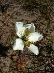 Drosera pauciflora