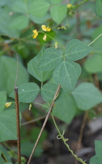 Rhynchosia minima minima