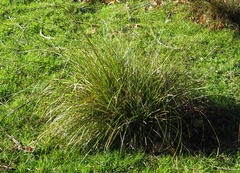 Carex secta