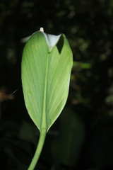 Spathiphyllum cannifolium
