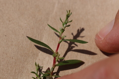 Polygonum minimum