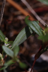 Polygonum minimum