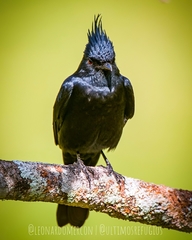 Knipolegus lophotes