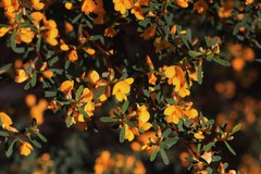 Pultenaea flexilis