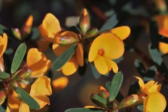 Pultenaea flexilis