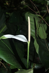 Spathiphyllum cannifolium