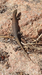 Podarcis carbonelli berlengensis