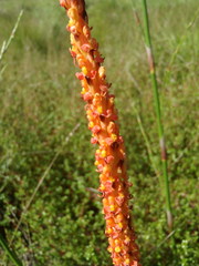 Disa chrysostachya