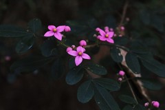 Boronia umbellata