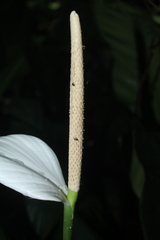Spathiphyllum cannifolium