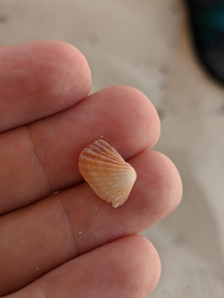 Carditamera floridana