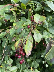 Prunus virginiana