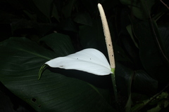 Spathiphyllum cannifolium