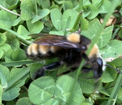 Bombus borealis