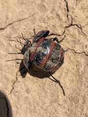Megetra