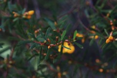 Pultenaea flexilis