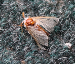 Bombycomorpha bifascia