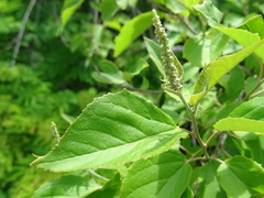 Croton culiacanensis
