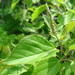 Croton culiacanensis - Photo (c) marce, algunos derechos reservados (CC BY-NC)