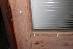 Bombycomorpha bifascia