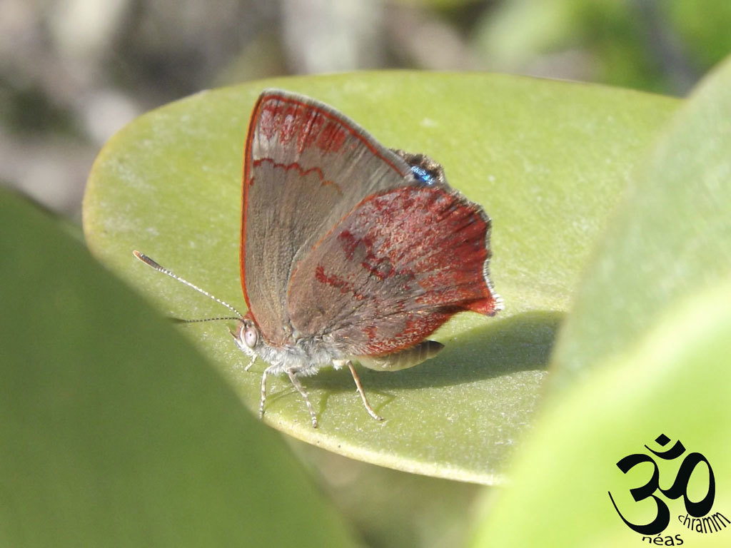 Nicolaea schausa