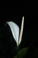 Spathiphyllum cannifolium