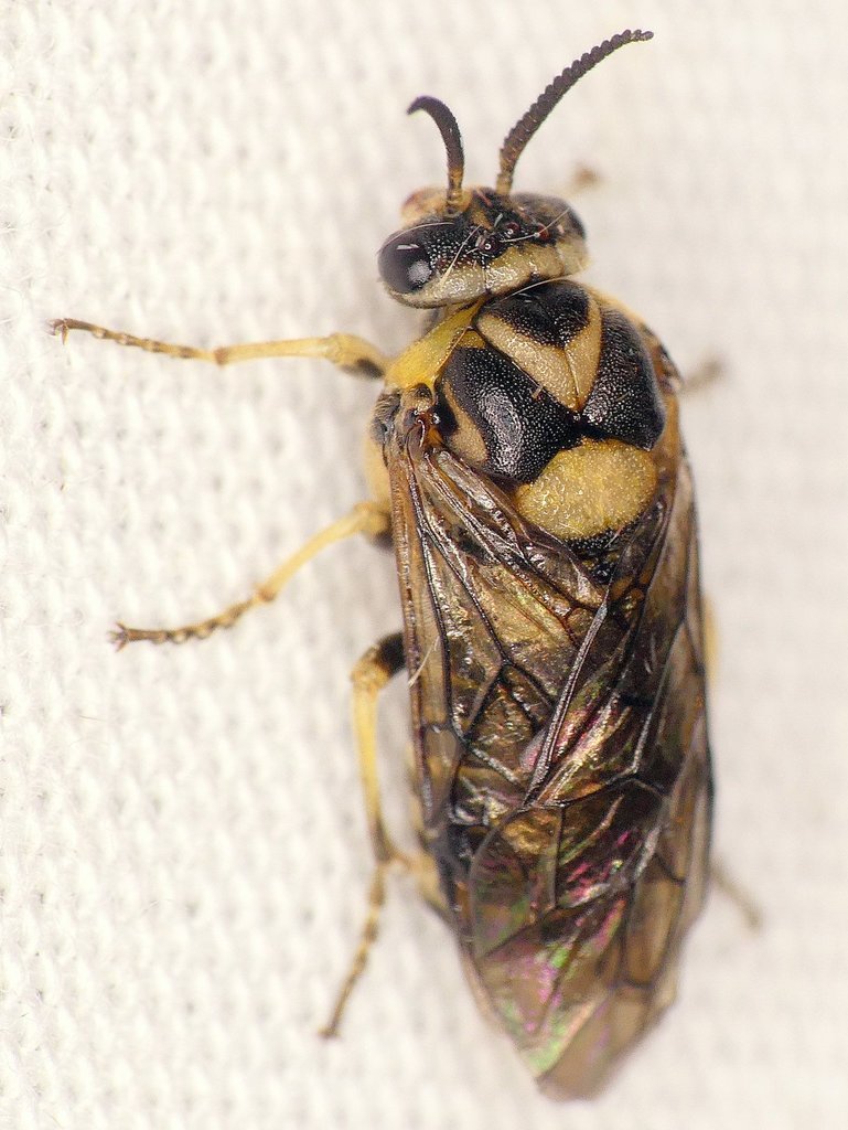 European spruce sawfly