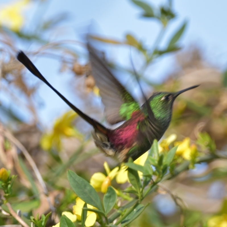 Red-tailed Comet