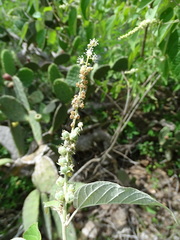Croton culiacanensis