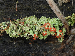 Cladonia pleurota