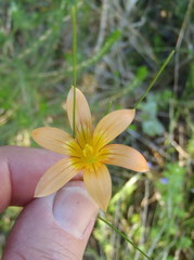 Romulea setifolia