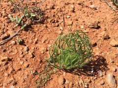 Trachyandra flexifolia