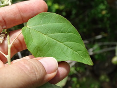 Croton culiacanensis