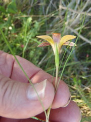 Romulea setifolia