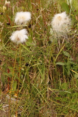 Eriophorum chamissonis