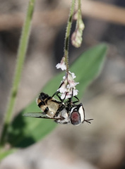 Copestylum fornax