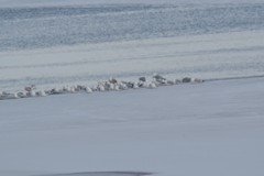Larus argentatus smithsonianus