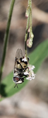 Copestylum fornax