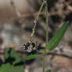 Copestylum fornax