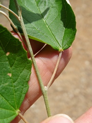 Croton culiacanensis