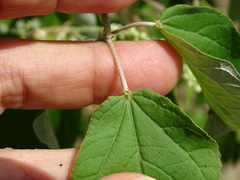 Croton culiacanensis