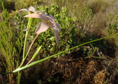 Romulea dichotoma