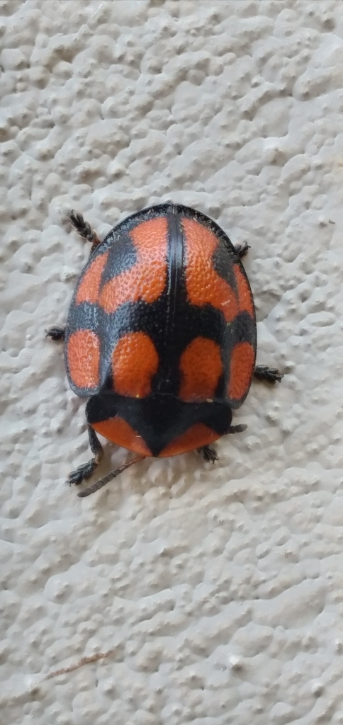Botanochara angulata