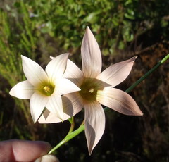 Romulea dichotoma