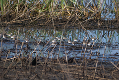 Calidris fuscicollis