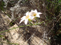 Romulea dichotoma